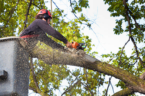 How Our Tree Care Process Works  in  Connelly Springs, NC